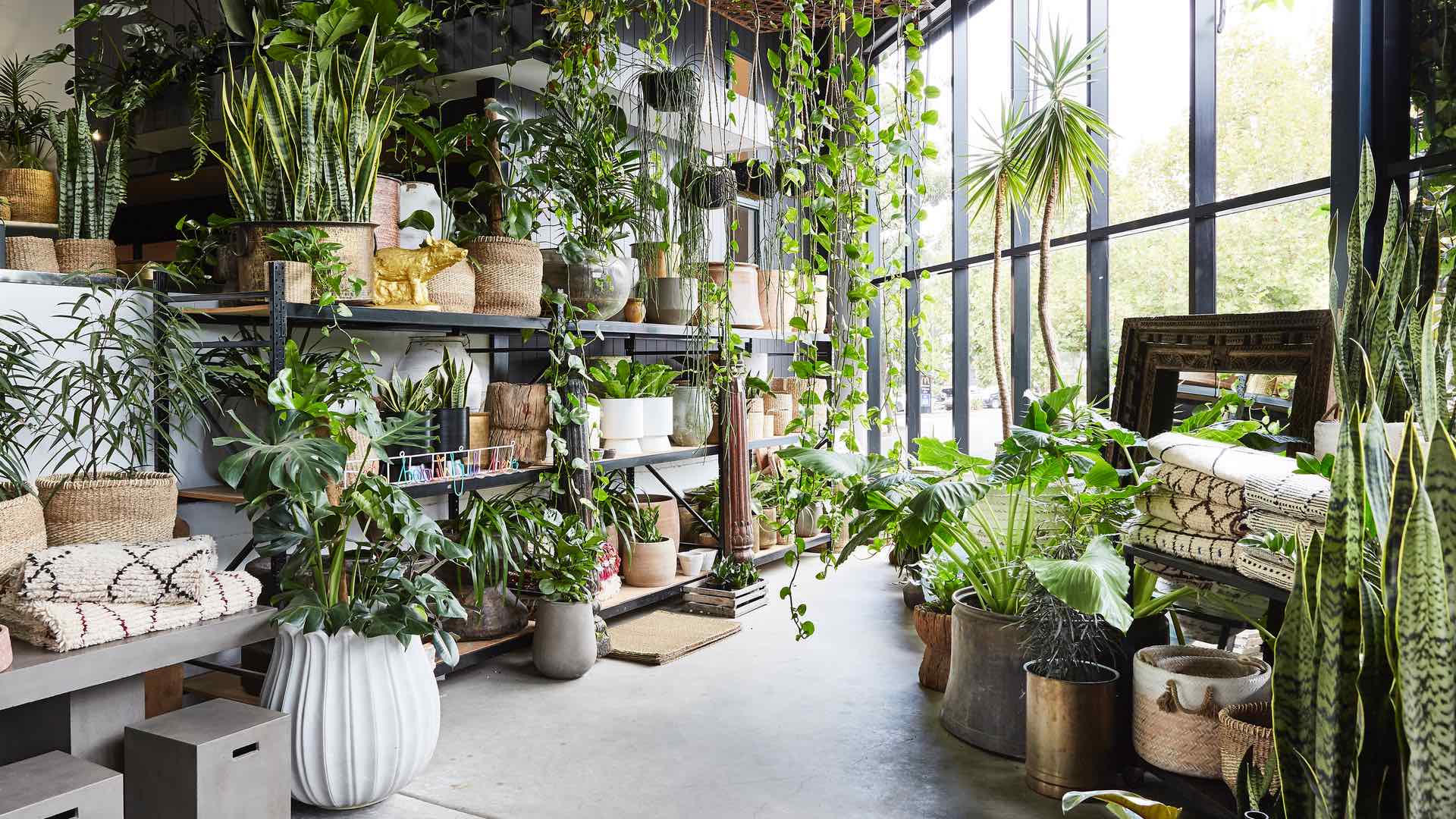 The Best Places to Buy and Order Plants in Sydney for 2023