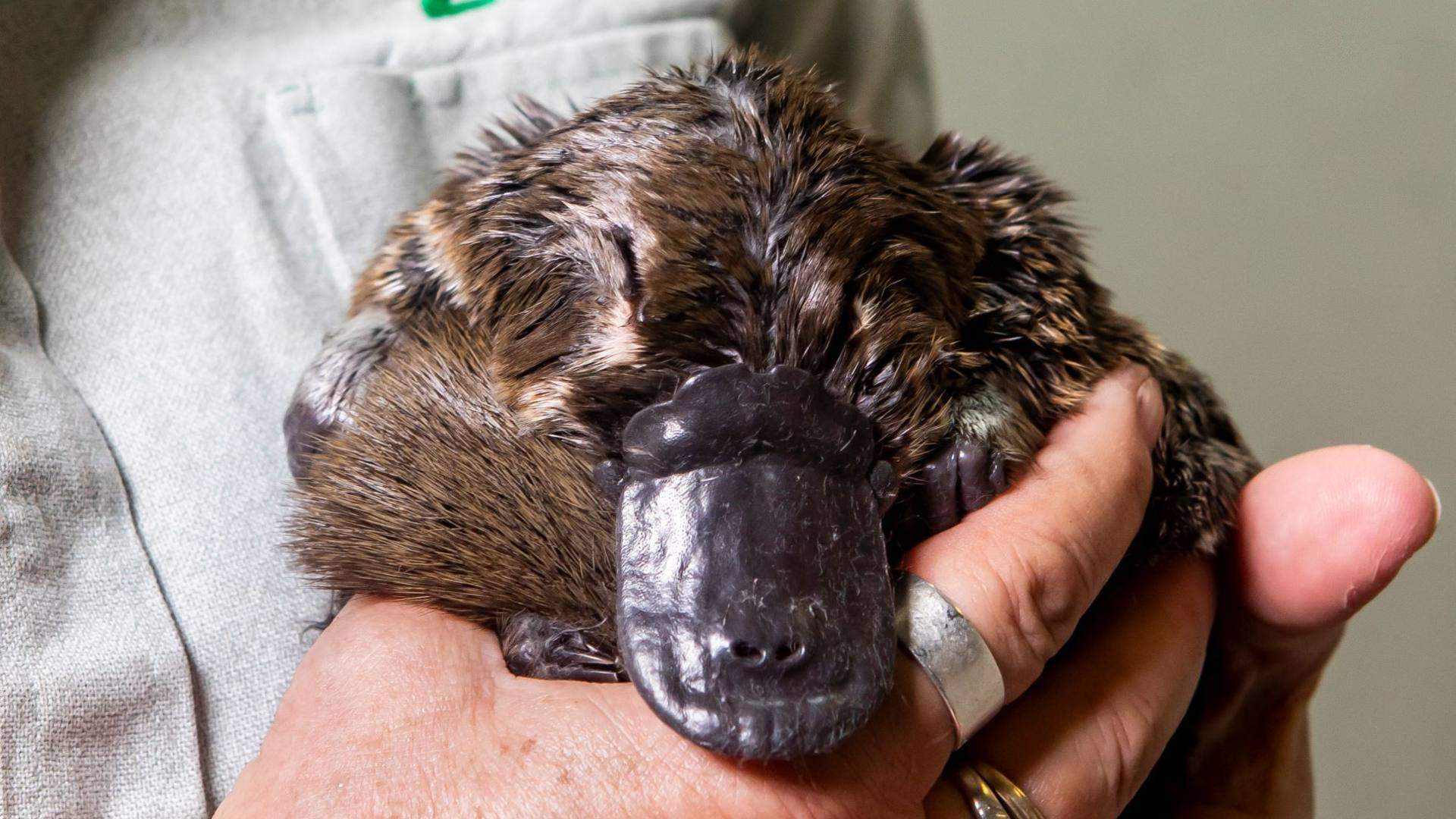 Platypuses Have Been Reintroduced to the Royal National Park for the First Time in 50 Years